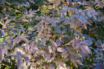 Evergreen foliage of Mahonia aquifolium in February