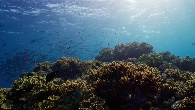 Striated Surgeonfish swim over Staghorn Coral, Great Barrier Reef. Schools of Schools of Pompano and Snapper can be seen in the background. 