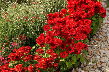 Beautiful chrysanthemum bushes yellow, red, white, pink, red colors