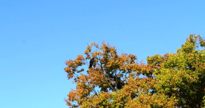 A scene of a crow perched on a tree with autumn leaves.