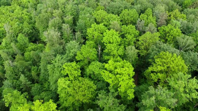 Aerial footage of low forward flight over lush green forest in Spring in Southern Germany