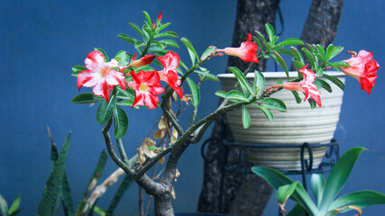 Red desert rose plant (adenium obesum) in the garden