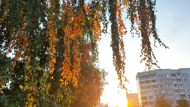 branches with yellow and green foliage on a birch tree against the backdrop of an orange sunset against the sky in the city. Coming of autumn