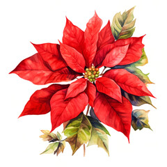 Red festive watercolour branch of poinsettia Christmas holiday flower on white background on white background