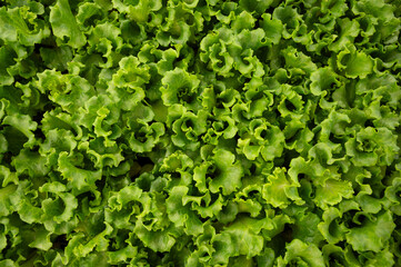Fresh green salad leaves. Organic background. Green leaves