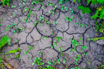 The ground cracked after draining flooded water during a heavy downpour. The growth of young plants has accelerated, favorable conditions for green spaces