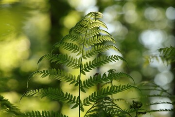 Close-up of fern in the forest on a sunny spring morning