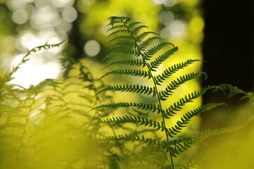  Fern in the forest on a sunny spring morning - 668069602