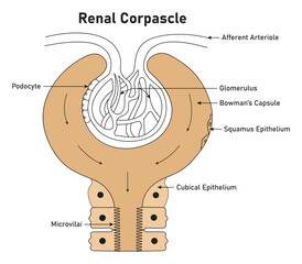 Renal Cropascle Science Design Vector Illustration Diagram