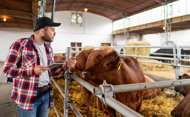 Farmer with digital tablet in hands and cows on a livestock farm.