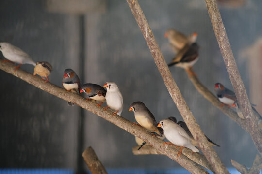 a few birds on a branch