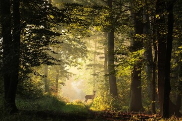 Deer on a forest path during sunrise in early autumn - 668070638