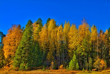 Fototapeta premium Landscape of autumn forest against a blue sky