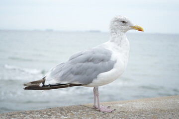gull on the beach of the Baltic sea