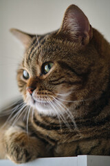 Fototapeta premium the striped cat is lying on the floor