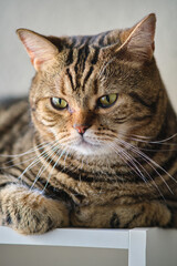 the striped cat is lying on the floor