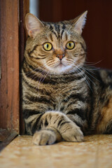 the striped cat is lying on the floor