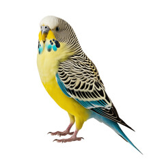 Yellow budgerigar parrot isolated on a white background.