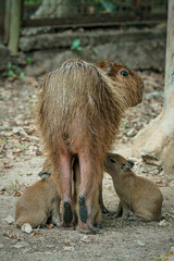 wild boar in zoo