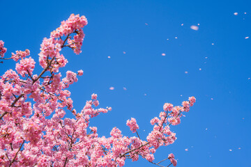 青空に舞う河津桜【春イメージ】　
Kawazu cherry blossoms dancing in the blue sky
