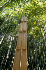 Phyllostachys pubescens , Bambou géant