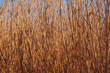 dried rush in the wind with blue sky