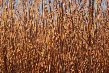 dried rush in the wind with blue sky