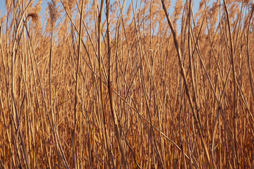 Fototapeta premium dried rush in the wind with blue sky