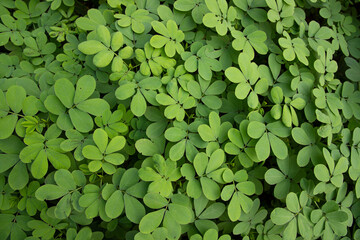 Top View of Green Leaves  Texture background