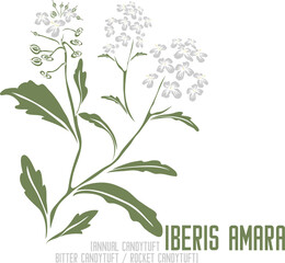 Rocket Candytuft, Bitter Candytuft flowers in color vector silhouette. Medicinal Iberis amara plant. Set of Annual Candytuft in color image for pharmaceuticals. Medicinal herbs color drawing
