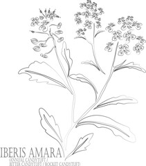 Annual Candytuft, Rocket Candytuft flowers vector contour. Iberis amara outline. Set of Bitter Candytuft plant in Line for pharmaceuticals. Contour drawing of medicinal herbs