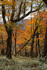 Naklejka premium 綺麗な紅葉 大台ケ原