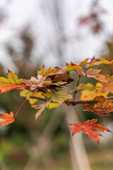 Red maple leaves blooming in the park in autumn