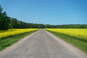 An empty asphalt road passes by a field with flowering rapeseed. Yellow rapeseed fields along the...
