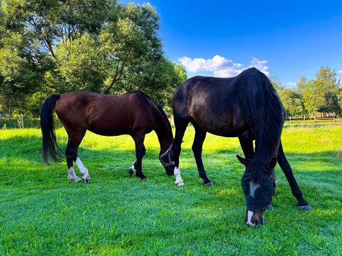 Two brown horses in a green pasture.