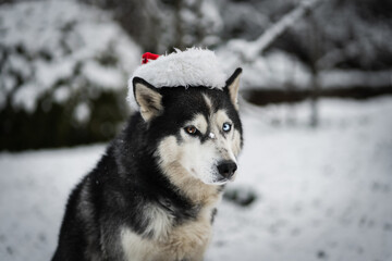 A husky dog ​​on a leash near a doghouse in winter; there is a bowl of dog food in the house.