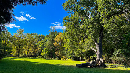 Autumn landscape, Oak tree on a lawn in a park. Poland