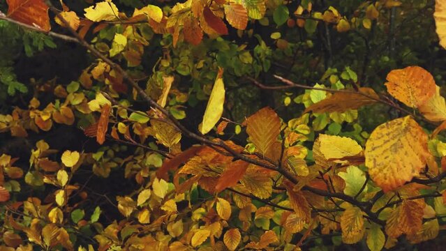 Beautiful autumn yellow leaves in the wind. Rainy autumn weather in mountainous and rural areas.