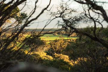 View of the rural farmland and pastures at sunrise surrounded by peppermint trees in the south west of Western Australia
