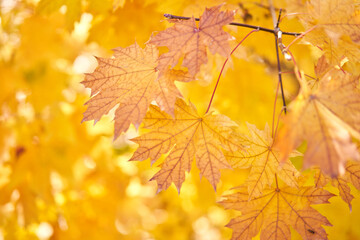 Naklejka na ściany i meble Yellow leaves on a tree. Yellow maple leaves on a blurred background. Golden leaves in autumn park. Sunny autumn day. High quality photo