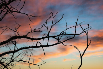 Fototapeta na wymiar Dry branches on sky background with clouds