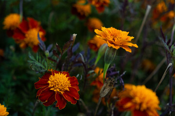 Marigolds are orange and yellow autumn flowers of the Asteraceae family, Tagetes patula.
