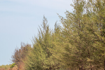 casuarina leaves on a blue sky background