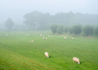 Obraz premium sheep in morning mist near trees and river rhine in the netherlands