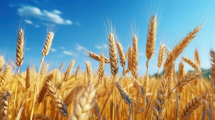 Fototapeta premium Wheat field symbolizes Ukraine representing the independence and grain export