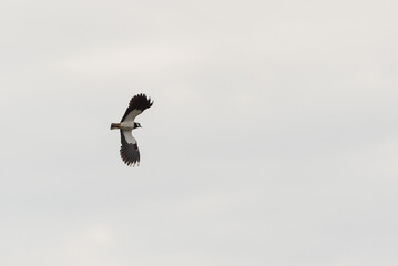Northern Lapwing flying in the air