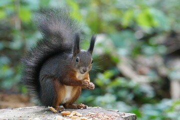 Naklejka na ściany i meble Red squirrel atop a rock holds a small morsel of food in its paws