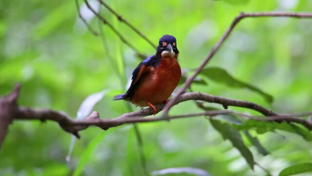 Nature wildlife footage of Blue-eared Kingfisher (Alcedo meninting) with green blurry background
