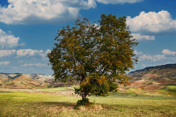 tree on valley meadow with mountains background of Tuscan hills Italy