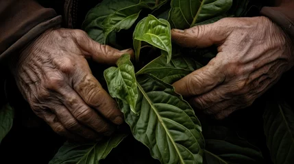 Photo sur Aluminium Vielles portes Hands of an old man holding a plant, AI